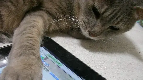 Gatos ipad size 598