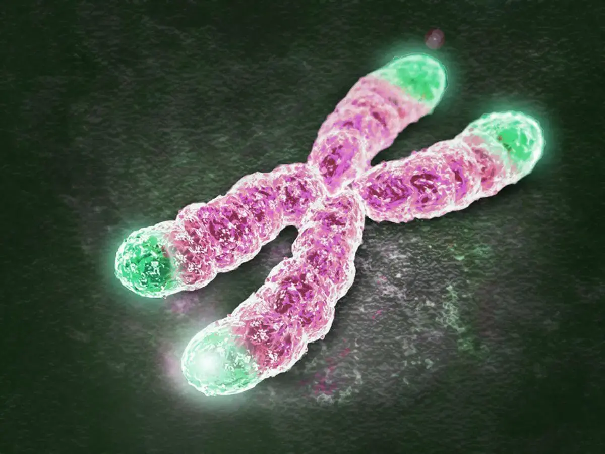 Telomeres