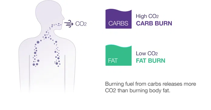 Lumen é capaz de ler o seu metabolismo e te ajudar a perder peso. Lumen é capaz de ler o ar expirado pelo corpo e dizer se o metabolismo está utilizando carboidratos como fonte de energia ou gordura corporal.