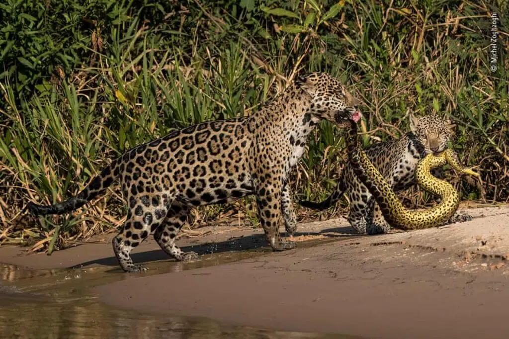 Michel zoghzoghi 2019 prêmio wildlife