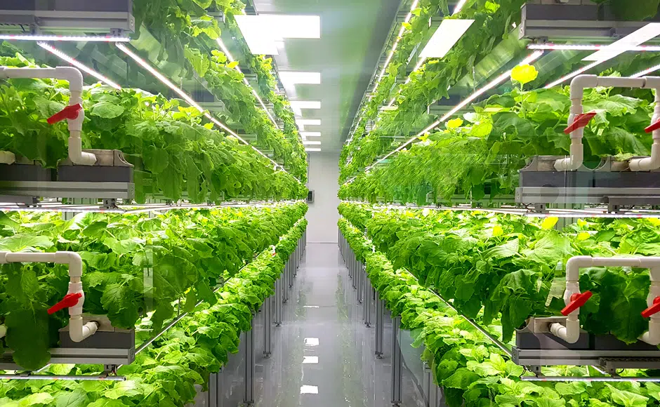 Espaço de agricultura vertical como uma das tecnologias que vão brilhar em 2022