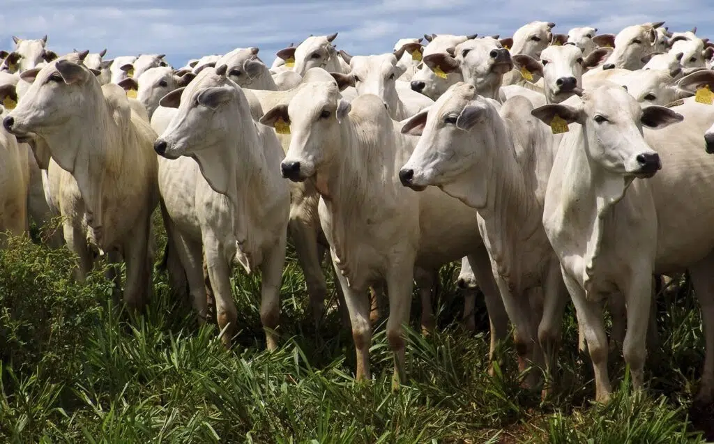 Cortar carne e laticínios faz bem à saúde? Veja o que a ciência diz