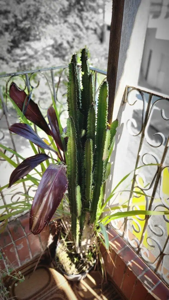 Foto de planta com fundo em preto e branco