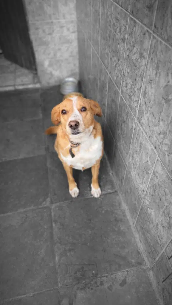 Foto de cachorro com pelo em tom de caramelo capturada pelo galaxy s22+