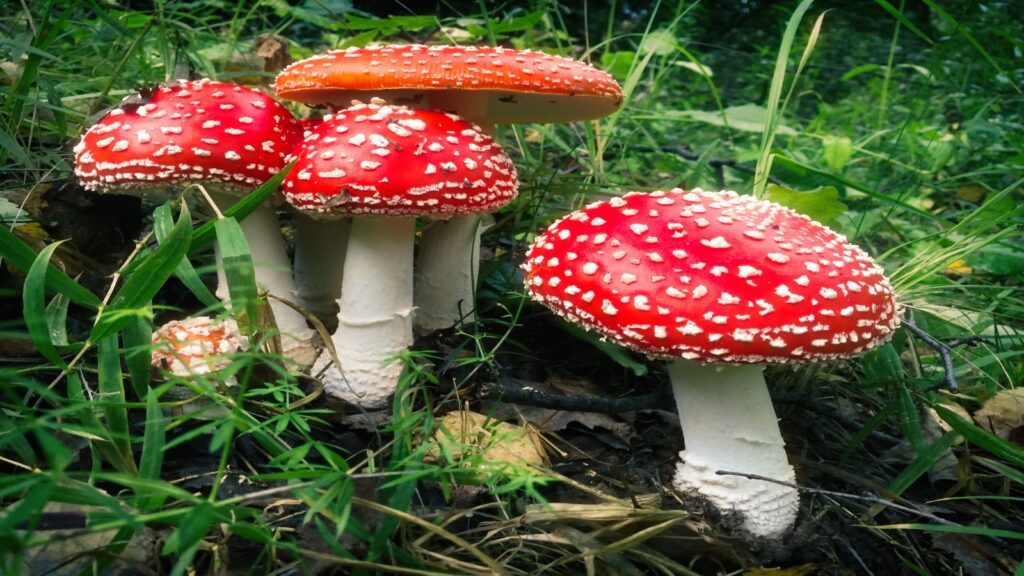 A foto mostra o cogumelo amanita muscaria