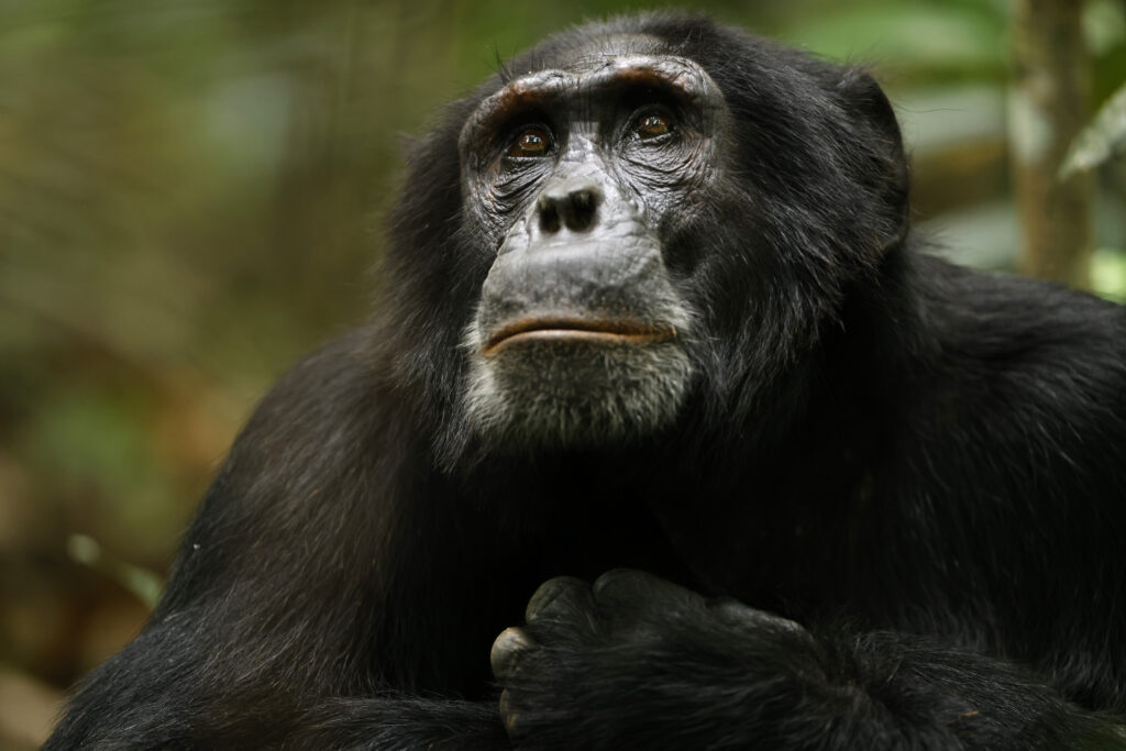 O império dos chimpanzés 
lançamentos da netflix em abril de 2023