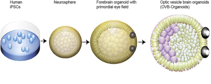 Exemplo de como a célula foi se desenvolvendo ao ponto de criar olhos. Imagem: newscience