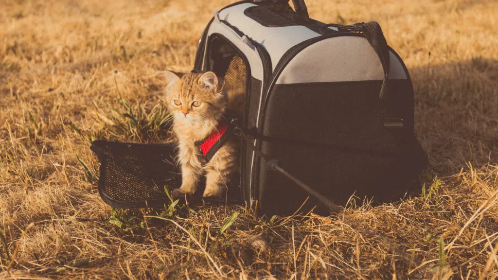 Uber pet chega em sp e rj para transportar seu animal de estimação. Ao lado de seus tutores, cães e gatos terão mais conforto e segurança com o uber pet. Conheça mais detalhes sobre esse serviço!