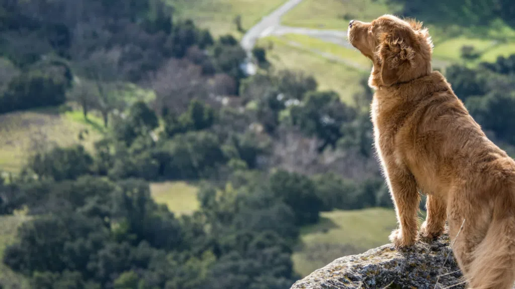 Uber pet chega em sp e rj para transportar seu animal de estimação. Ao lado de seus tutores, cães e gatos terão mais conforto e segurança com o uber pet. Conheça mais detalhes sobre esse serviço!