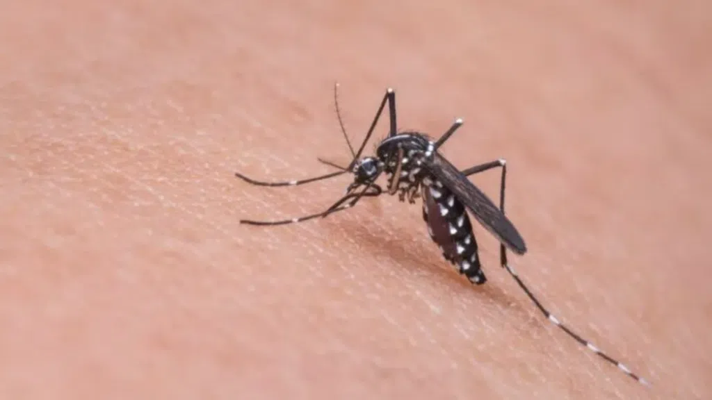 Qdenga: saiba tudo sobre a nova vacina contra a dengue. A chegada da qdenga ao brasil traz grandes esperanças, em meio ao crescimento de casos de dengue no país. Saiba como tomar a vacina de graça