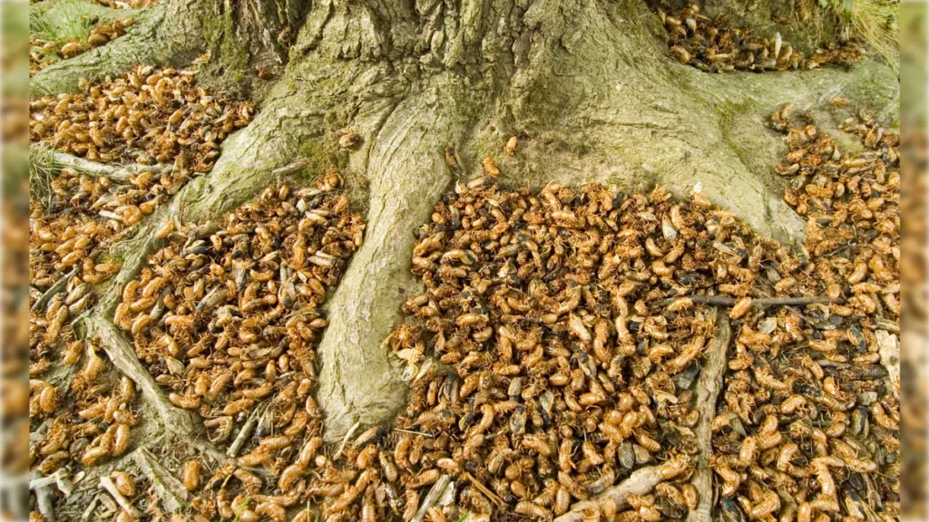 As cigarras periódicas, conhecidas como magicicada, são insetos que emergem em grandes quantidades nos estados unidos de forma sincronizada