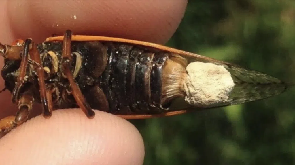 Detalhe de uma cigarra infectada com o fungo massospora cicadina