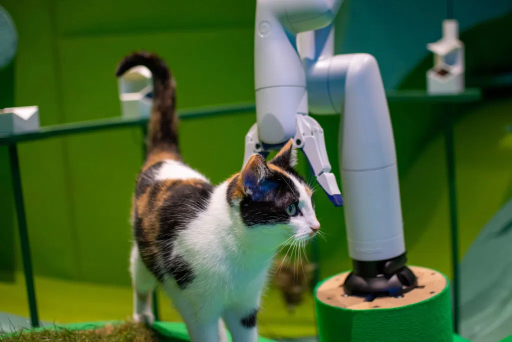 Experimento com ia coloca robôs brincando com gatos. A instalação cat royale foi criada para avaliar se uma inteligência artificial é capaz de compreender a resposta dos felinos a estímulos e mantê-los entretidos com o uso de braços robóticos