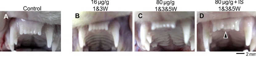 Droga que faz dentes crescerem naturalmente tem data para testes em humanos. Com desenvolvimento promissor desde julho de 2023, os primeiros testes da droga em animais foram bem-sucedidos. Testes em humanos se iniciam ainda este ano