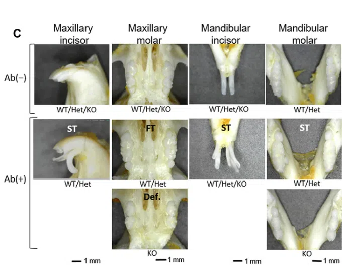 Droga que faz dentes crescerem naturalmente tem data para testes em humanos. Com desenvolvimento promissor desde julho de 2023, os primeiros testes da droga em animais foram bem-sucedidos. Testes em humanos se iniciam ainda este ano