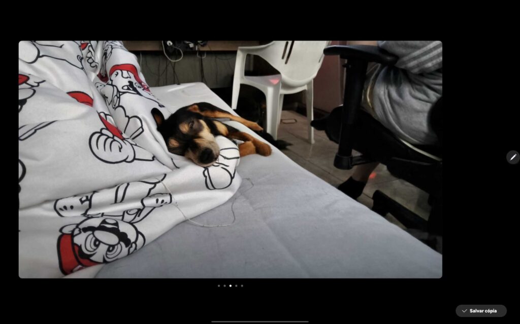 Foto de cachorro feita no galaxy tab s10 ultra com uso de ia