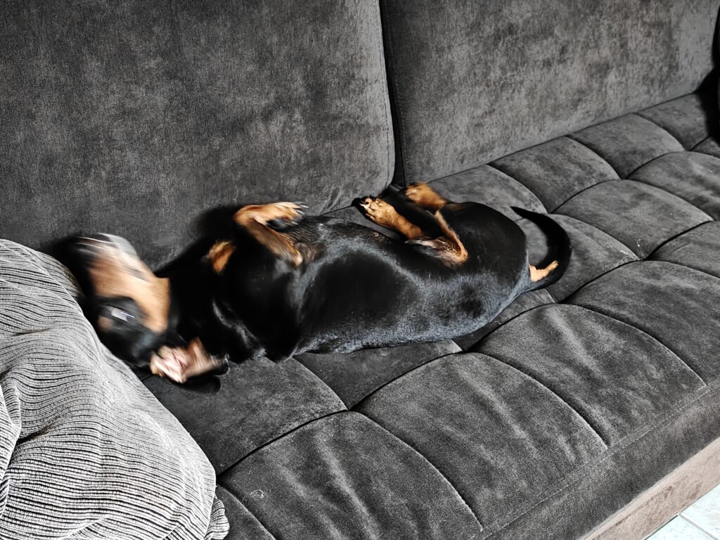 Cachorro salsicha fotografado no realme gt 7 pro