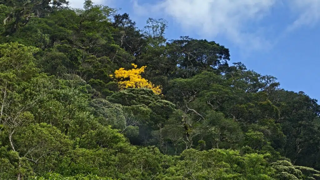 Floresta com flores amarelas