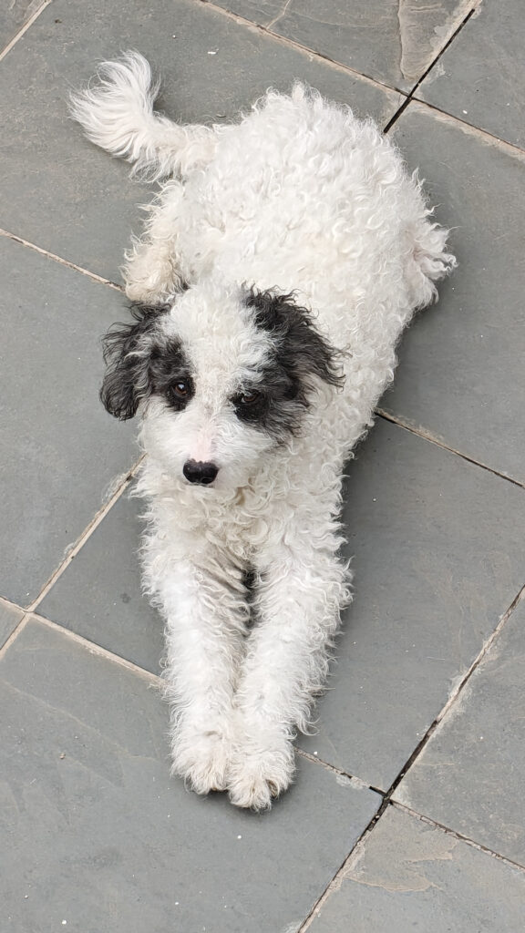 Cachorro relaxando em espaço aberto