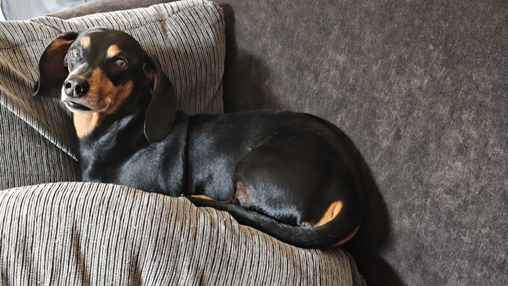 Cachorro preto salsicha em cima do sofá