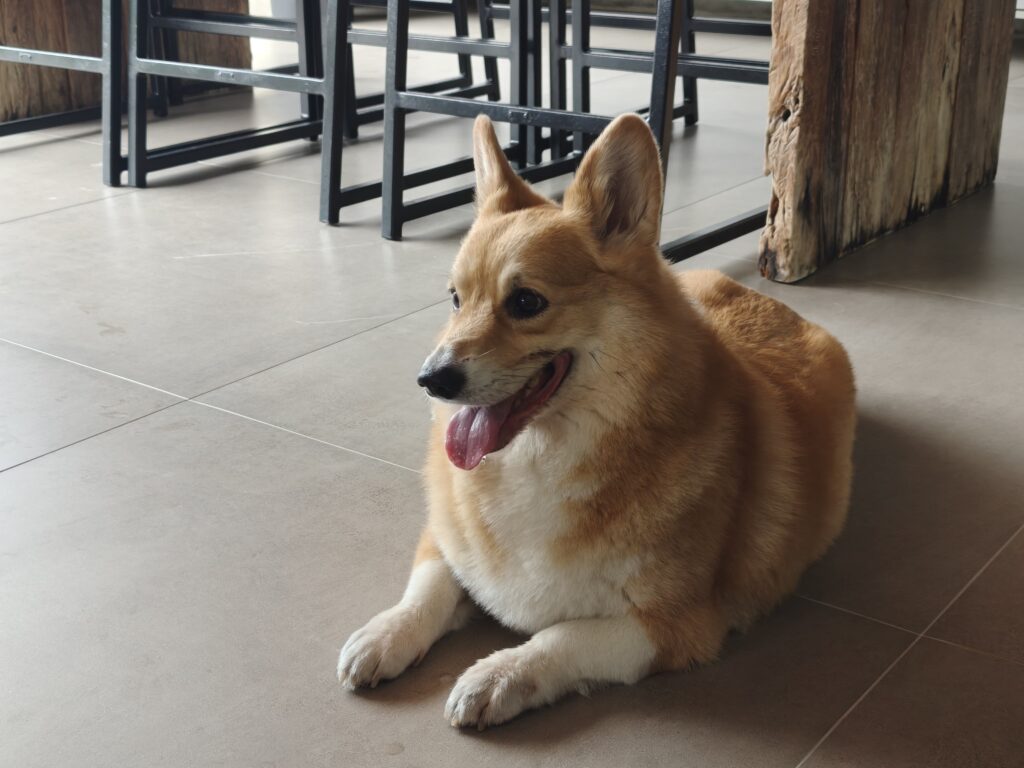 Cão corgi ao lado de mesa e cadeiras