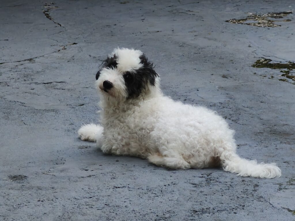 Cachorro branco olhando para trás em chão cinza