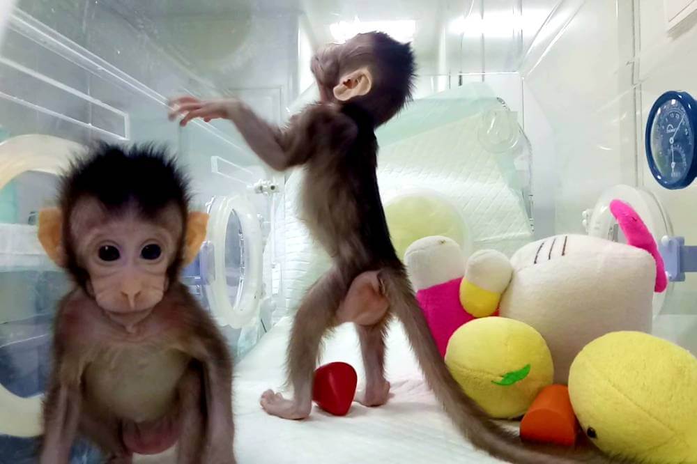 Cientistas chineses clonam os primeiros macacos. Zhong zhong e hua hua são os primeiros macacos clonados com sucesso por um grupo de cientistas chineses.